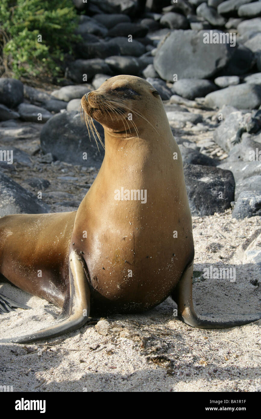 Galapagos Sea Lion, Zalophus wollebaeki, Otariidae, Espanola Island, Galapagos Archipelago, Ecuador, South America Stock Photo
