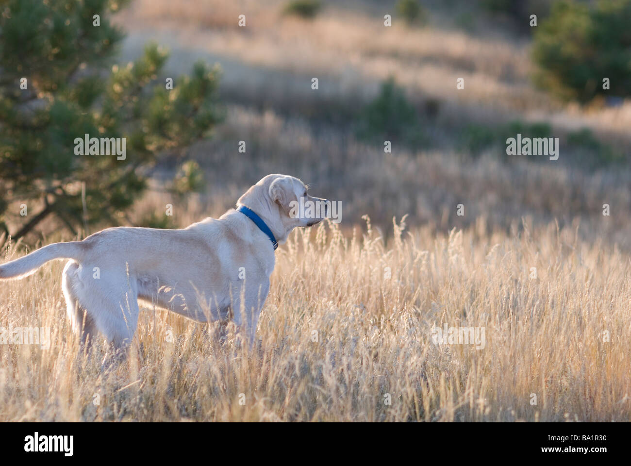 Dog in Colorado during late summer Stock Photo Alamy