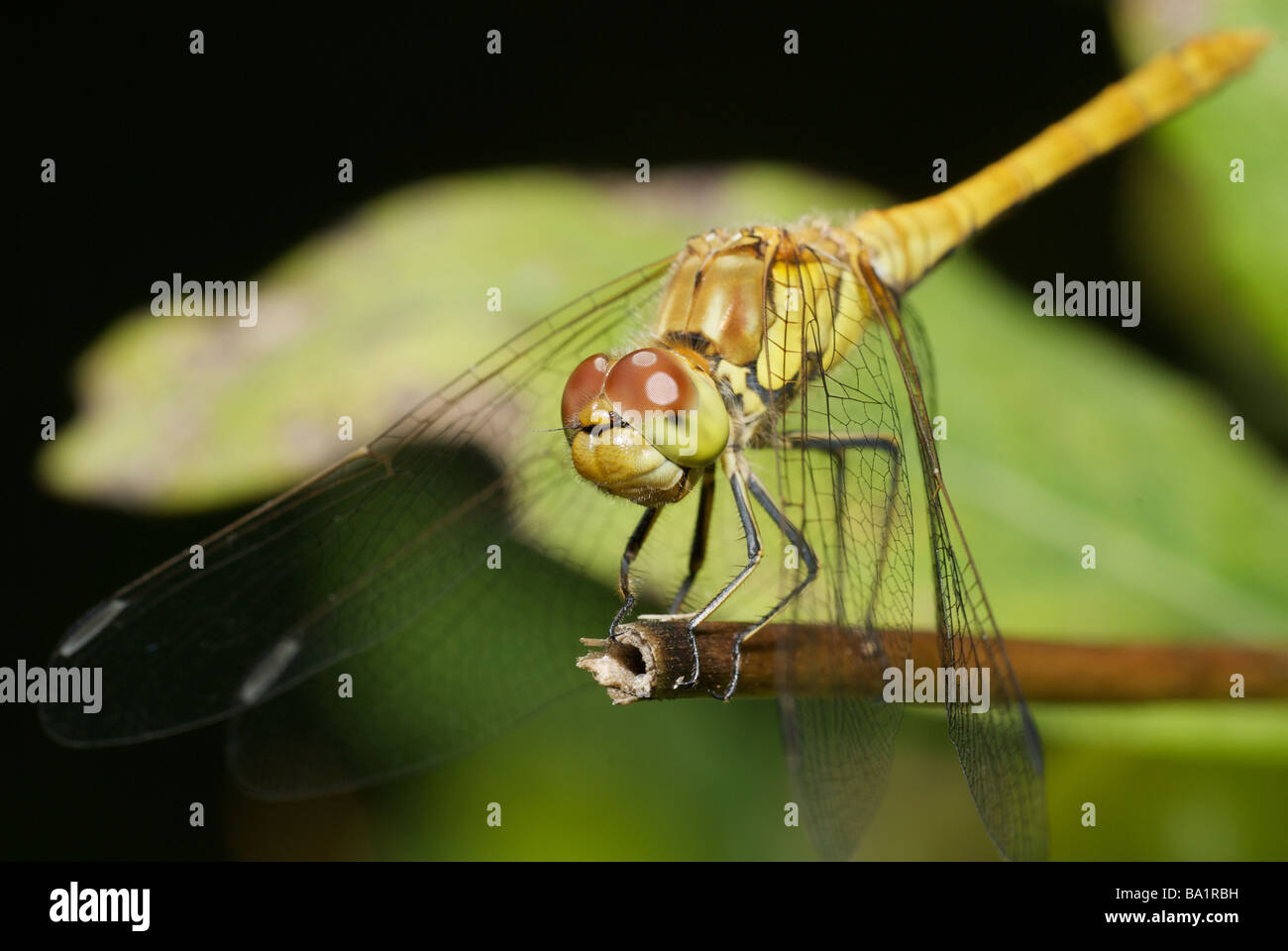 Female Common Darter (Sympetrum striolatum) Dragonfly perched on a branch, Kent, UK Stock Photo