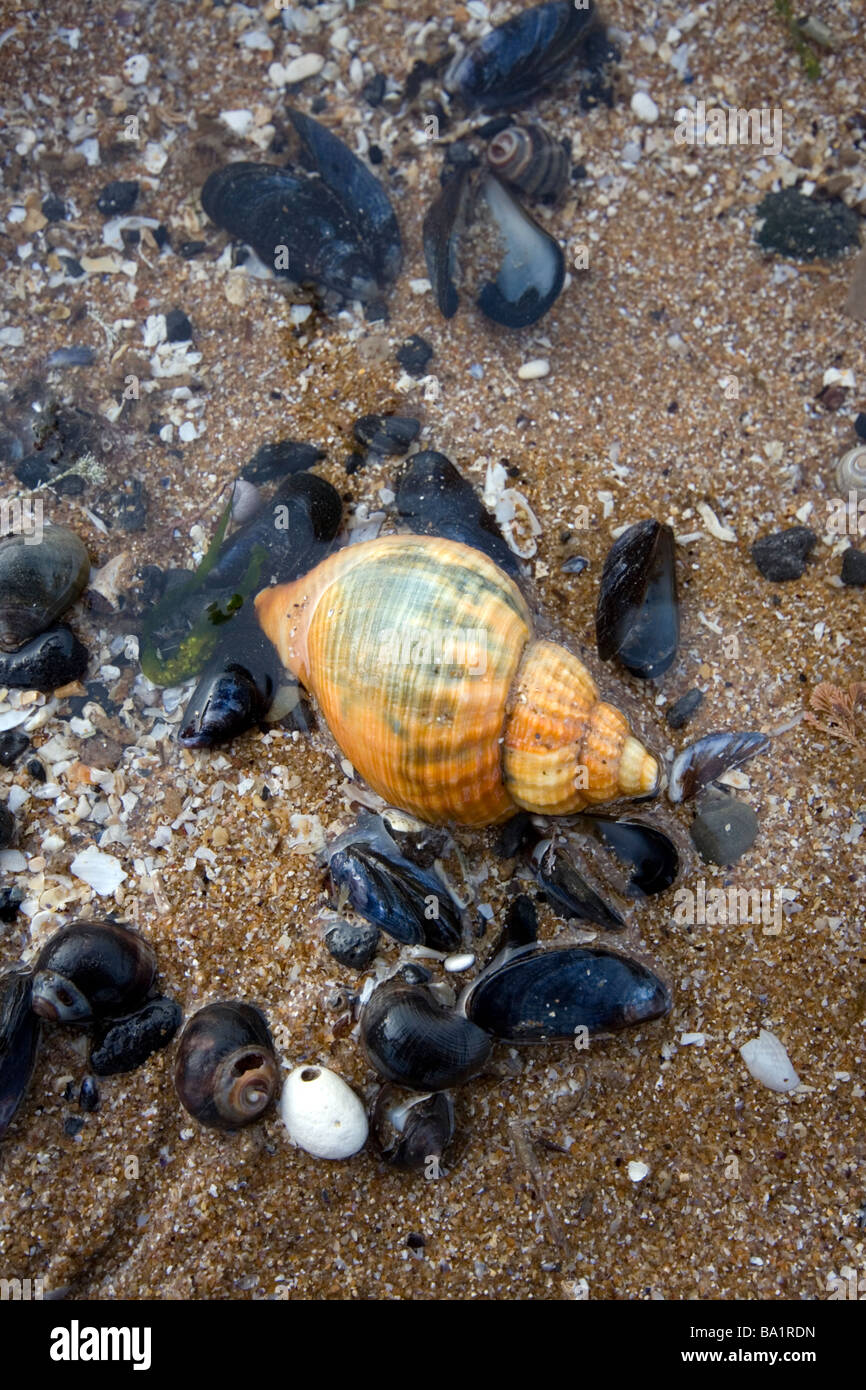 Nutmeg seashell in puddle on beach Stock Photo - Alamy