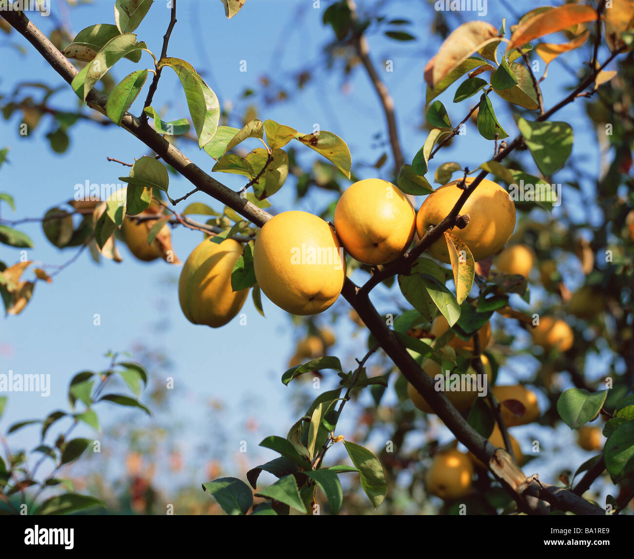 Quince Fruit Ripening on Tree Stock Photo