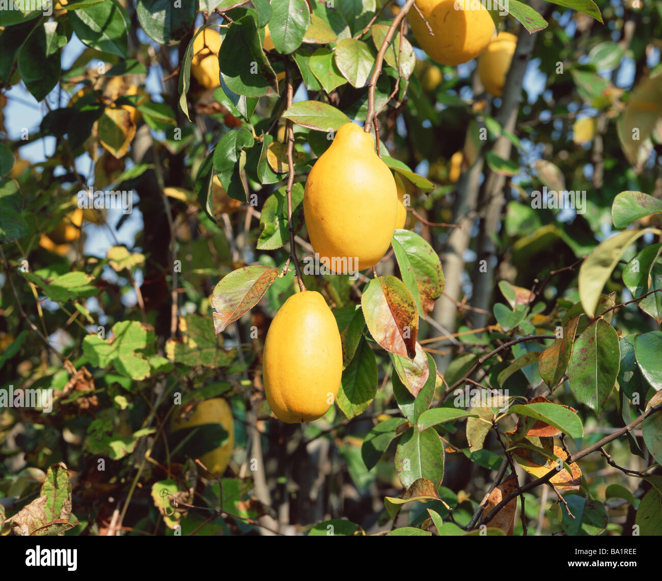 Quince Fruit Ripening on Tree Stock Photo