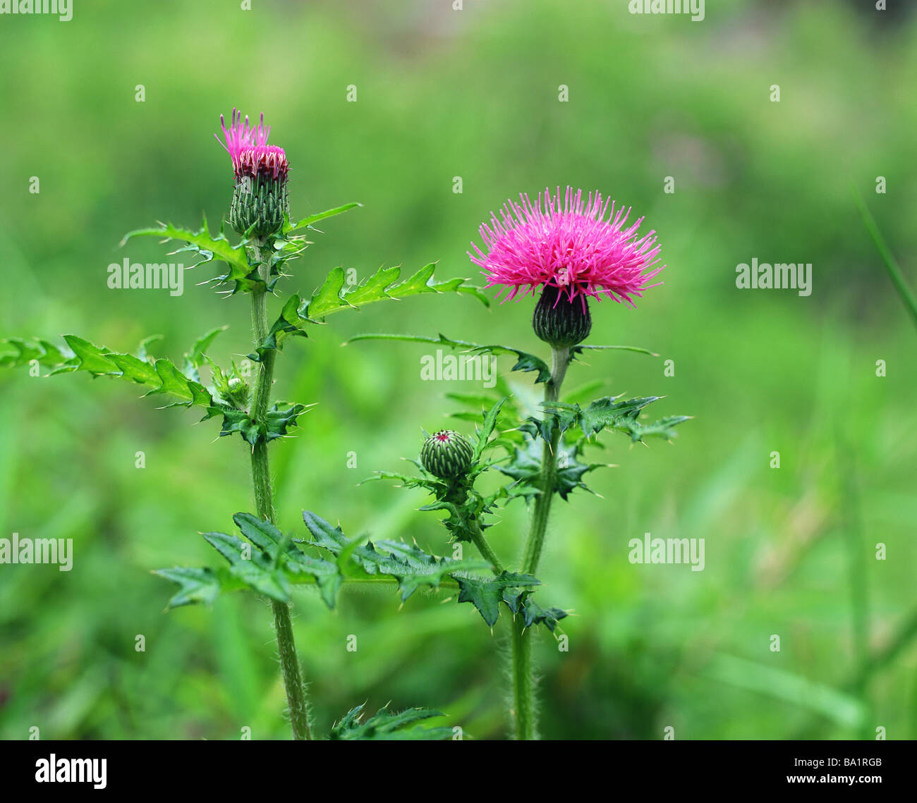 Pink Thistle Blooming in Spring Stock Photo