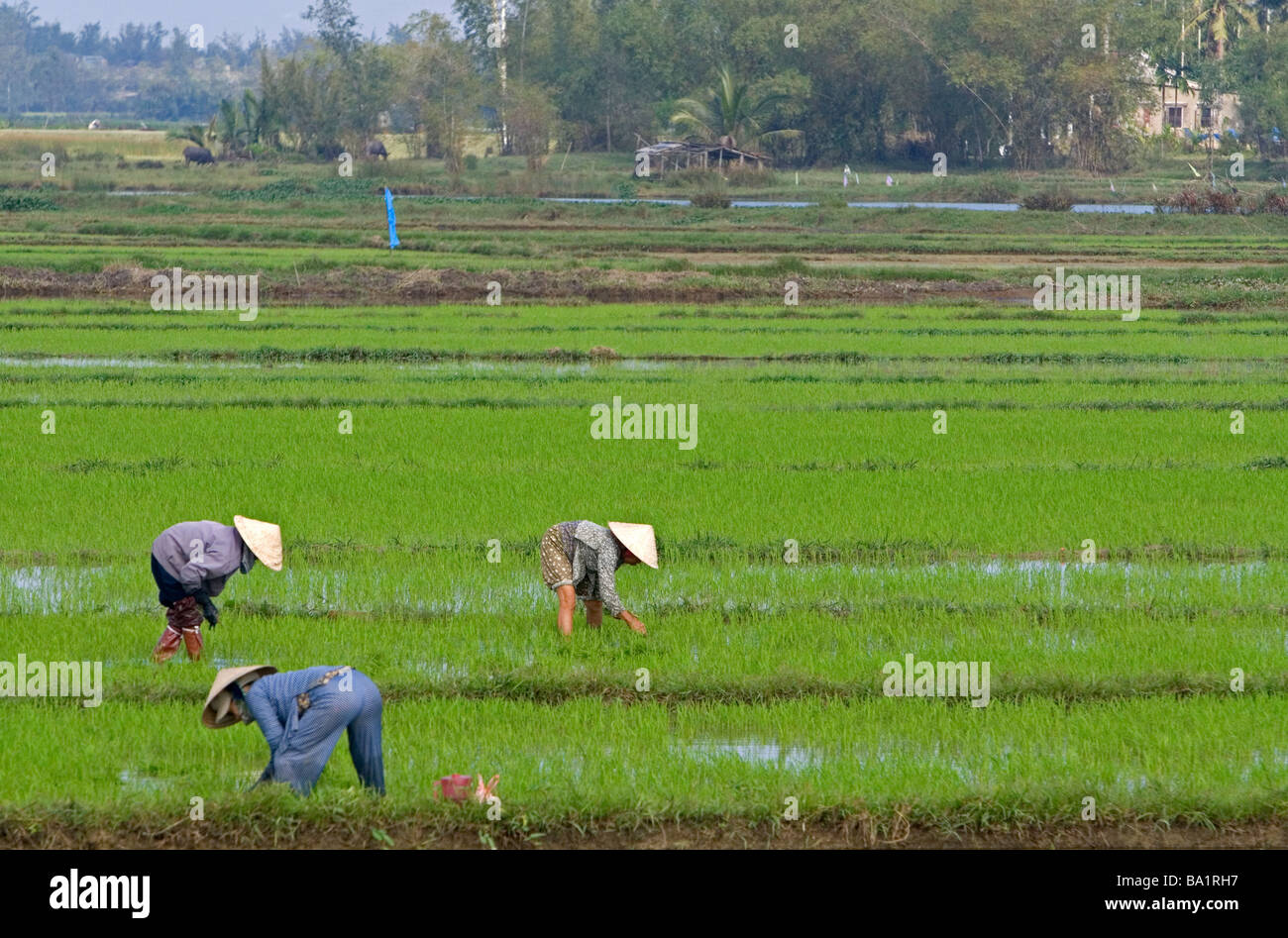 Vietnamese farmers tend to a rice paddy near Hoi An Vietnam Stock Photo