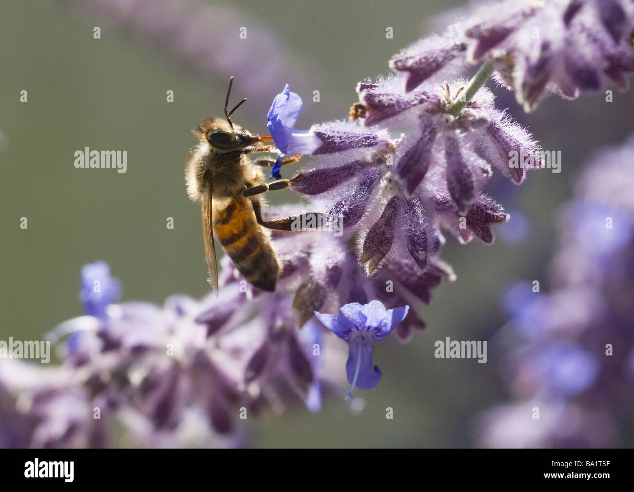 honey bee on Perovsia or Russian Sage Stock Photo Alamy