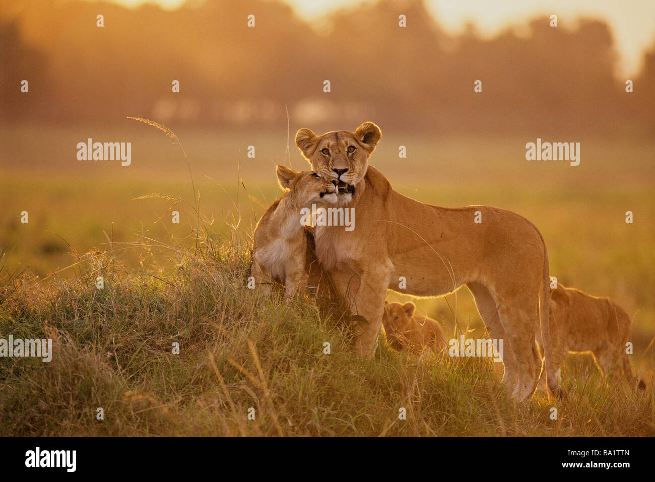 Backlit Lion Mother and Cub Being Affectionate Stock Photo
