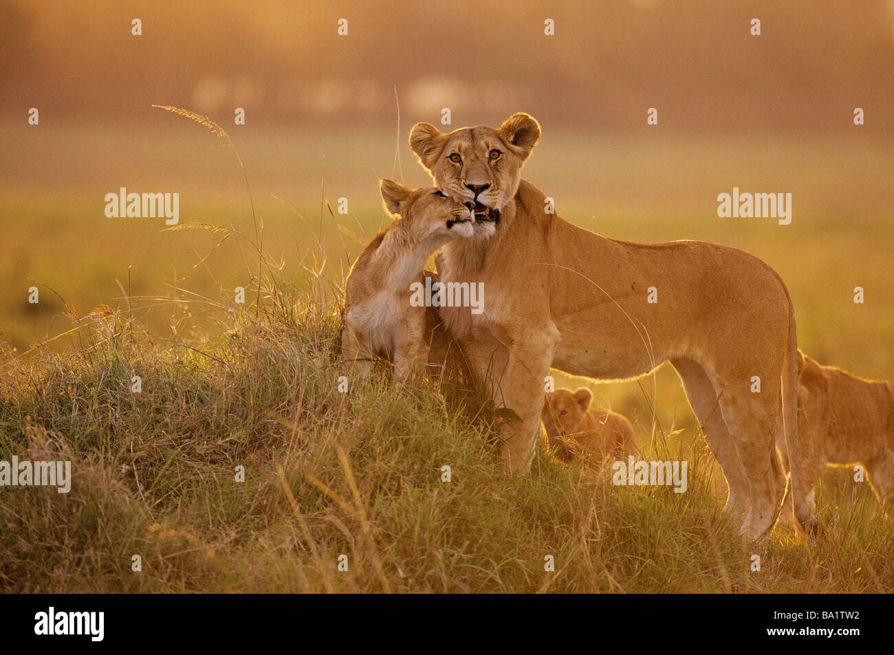 Sunset Close-up Lion Mother and Cub Stock Photo