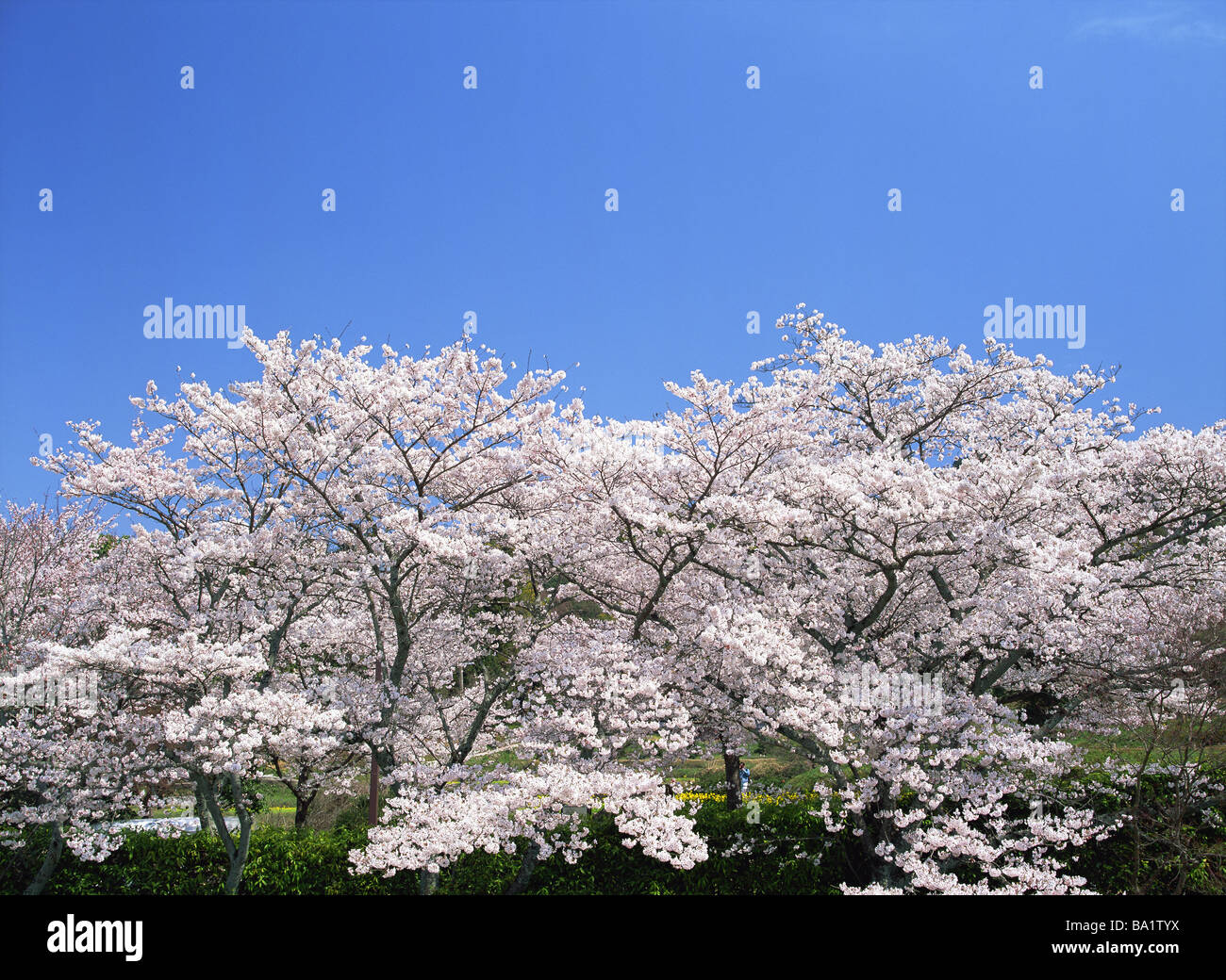 Cherry trees blooming hi-res stock photography and images - Alamy