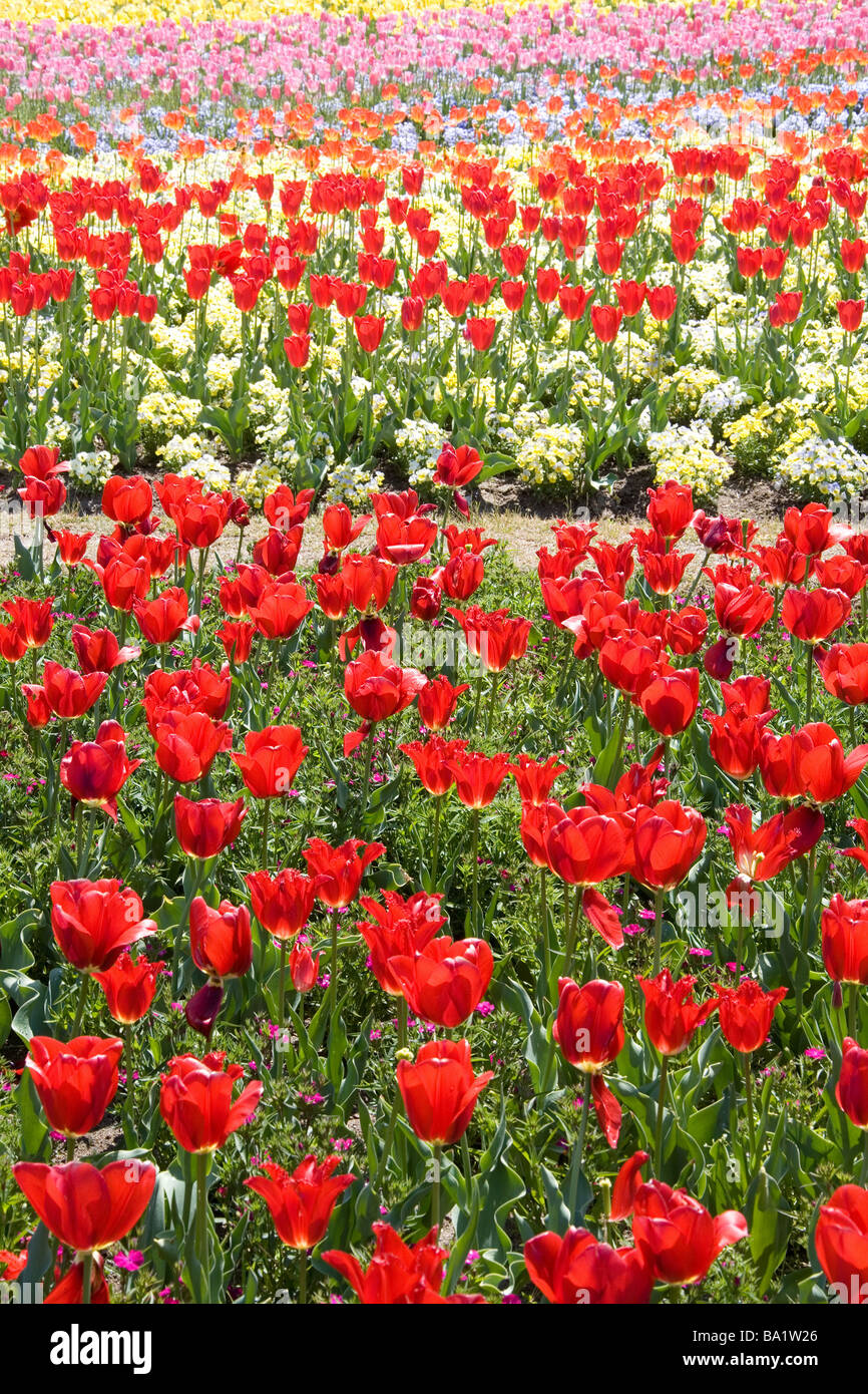 Tulip Flowers Growing in Field Stock Photo Alamy