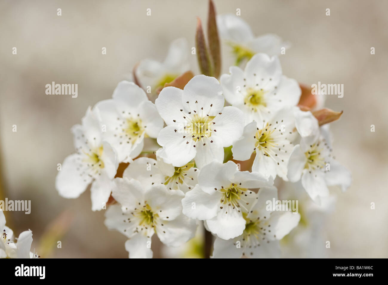 White Pearl Flowers Blooming Stock Photo
