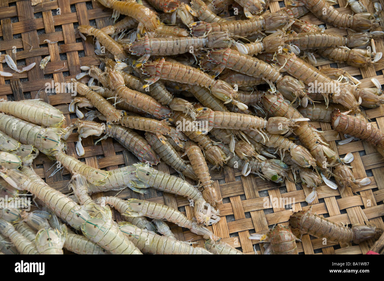 bugs for sale in the market in Hanoi, Vietnam Stock Photo