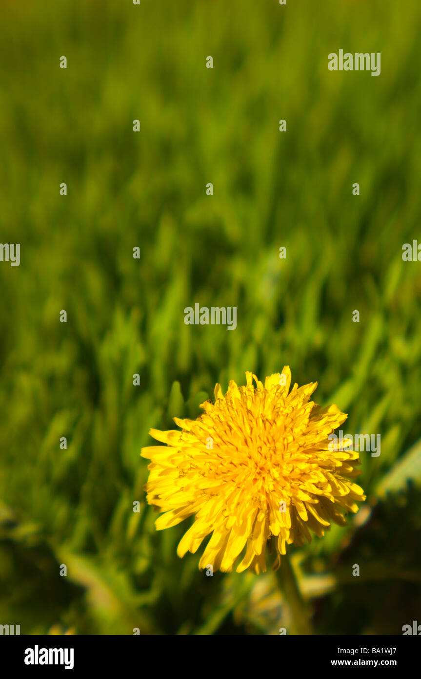 Dandelion (genus Taraxacum) growing in lawn of green grass Stock Photo
