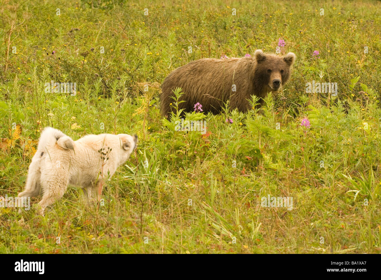 Brown bears. (Ursus arctos jeniseensis Stock Photo - Alamy