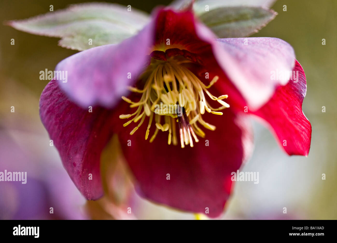 A close up of a purple Hellebore or Helleborus orientalis a winter and spring flowering herbaceous perennial Stock Photo