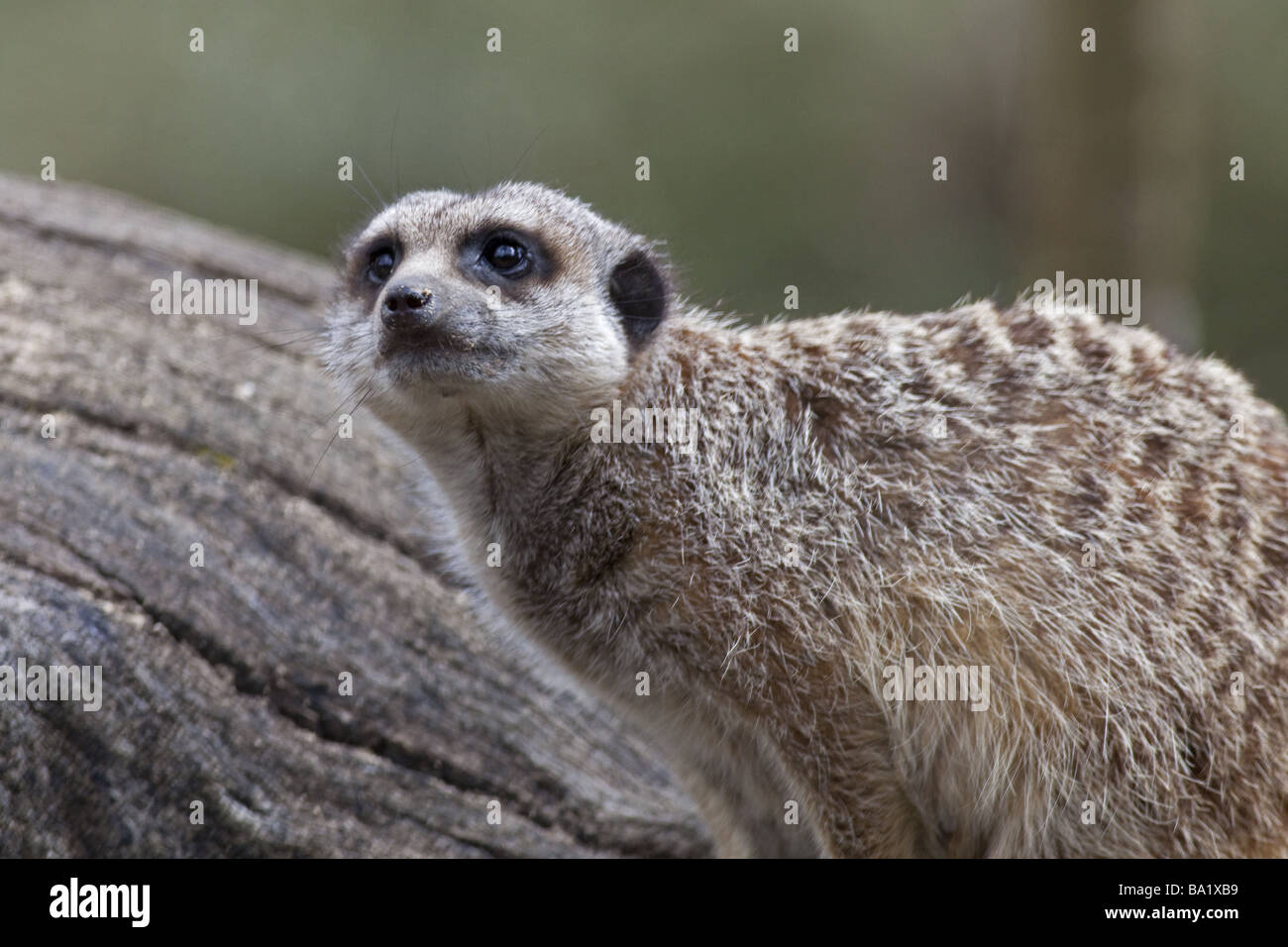 A Slender Tailed Meerkat standing against a tree trunk Stock Photo
