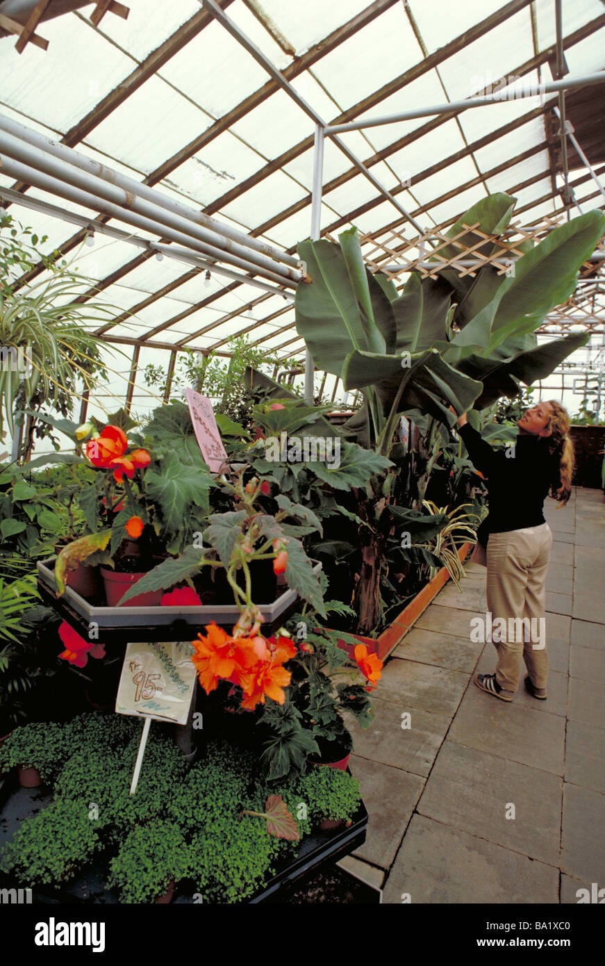 Elk125 4506 Iceland Hveragerdi greenhouse interior with tropical vegetation Stock Photo