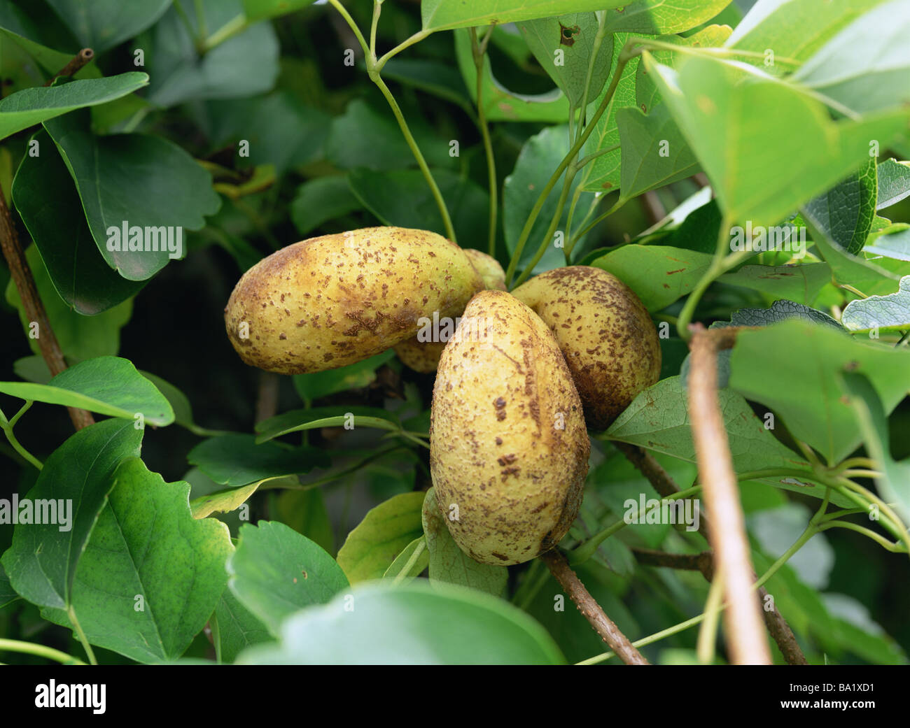 Chocolate Vine Fruit Growing on Tree Stock Photo Alamy