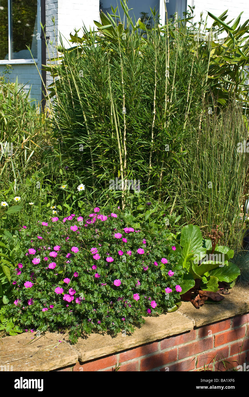 Raised garden border with hardy Geranium sanguineum John Elsley and tufted bamboo grass in June Stock Photo