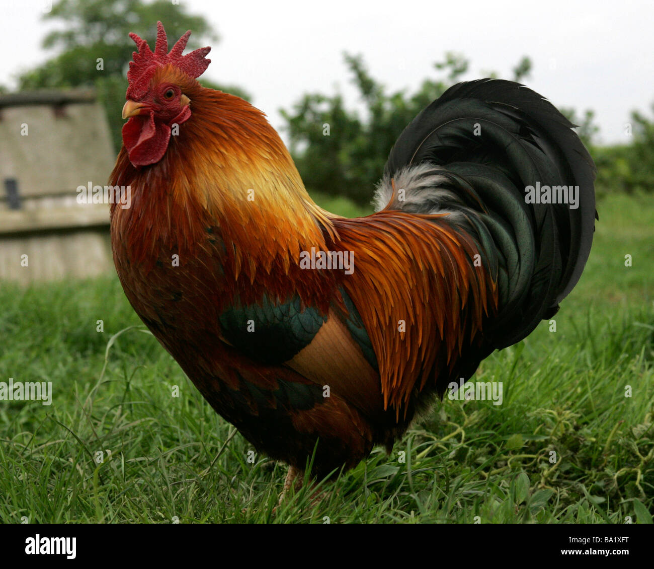 A heart shaped cockerel, a chicken in love. Stock Photo