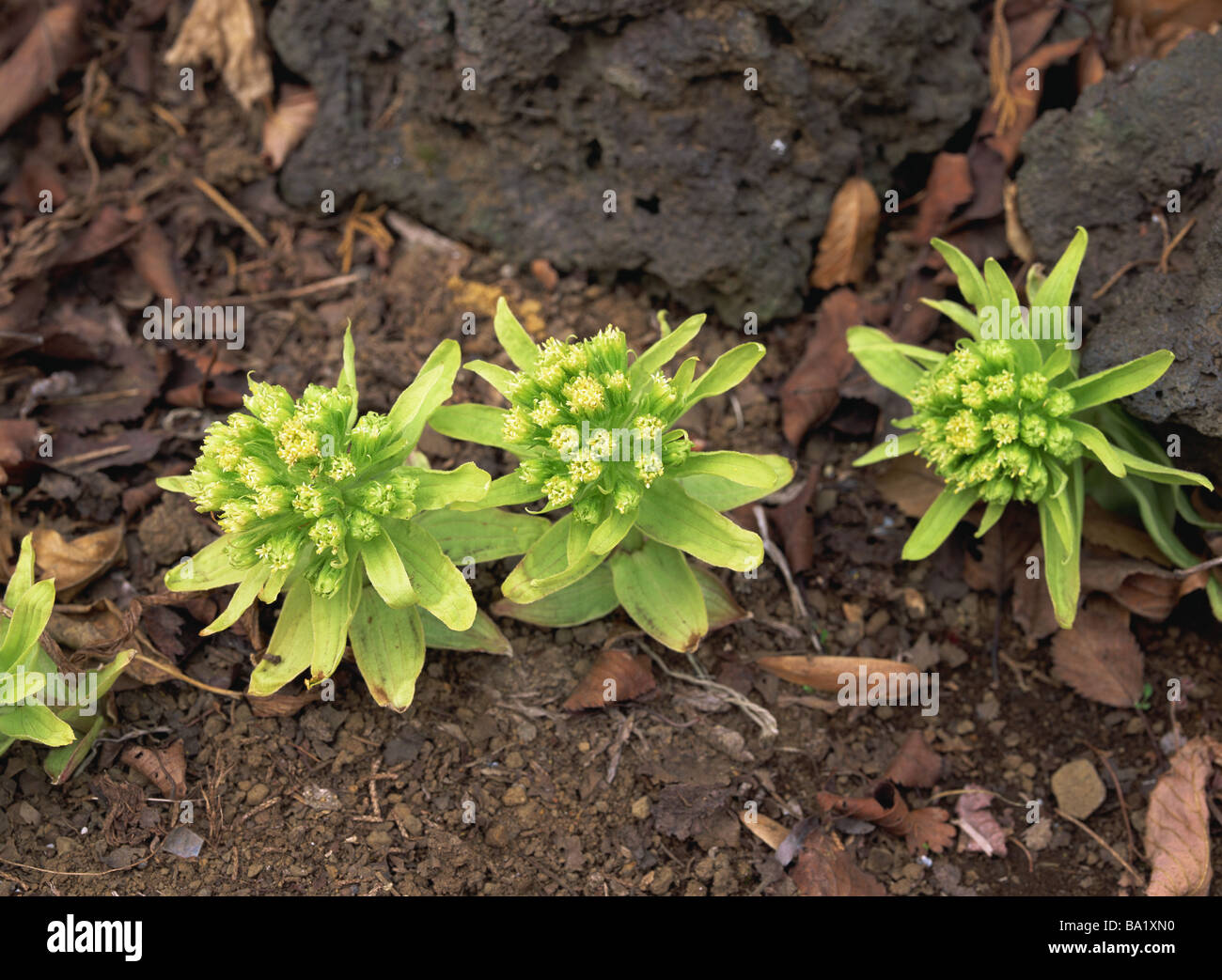 Japanese Butterbur Flowers Growing on Ground Stock Photo Alamy
