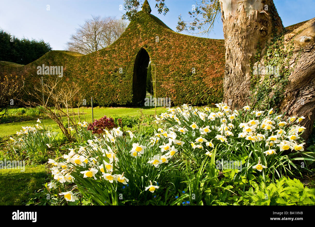 Clump of Daffodils and the trimmed Cupressus Leylandii hedge at Stourton House Stourton near Warminster Wiltshire England UK Stock Photo