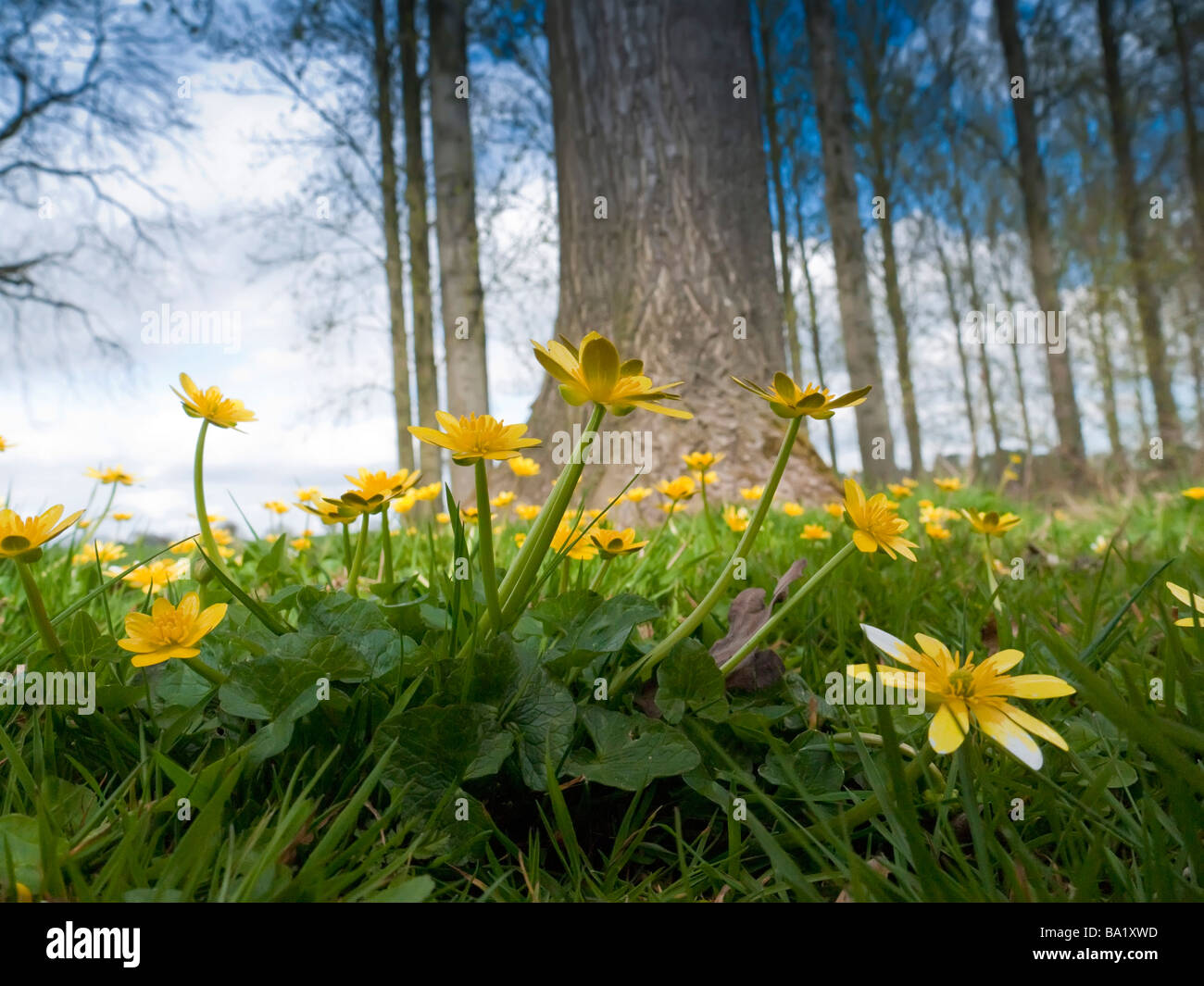 a low angle shot of wild flowers in a wood Stock Photo