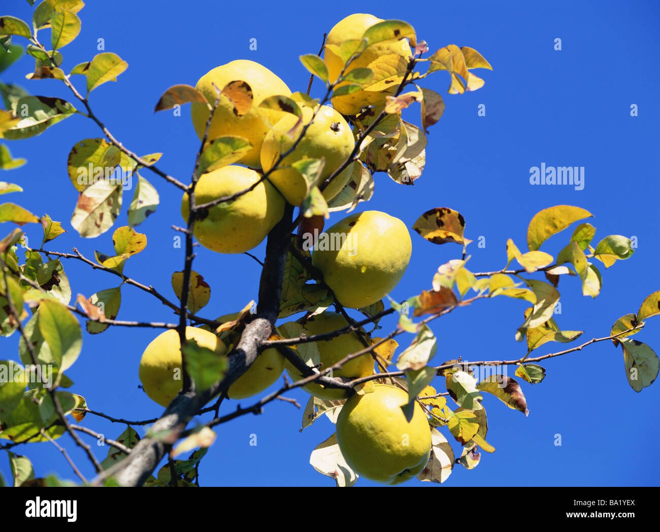 Quinces Hanging on the Tree Stock Photo
