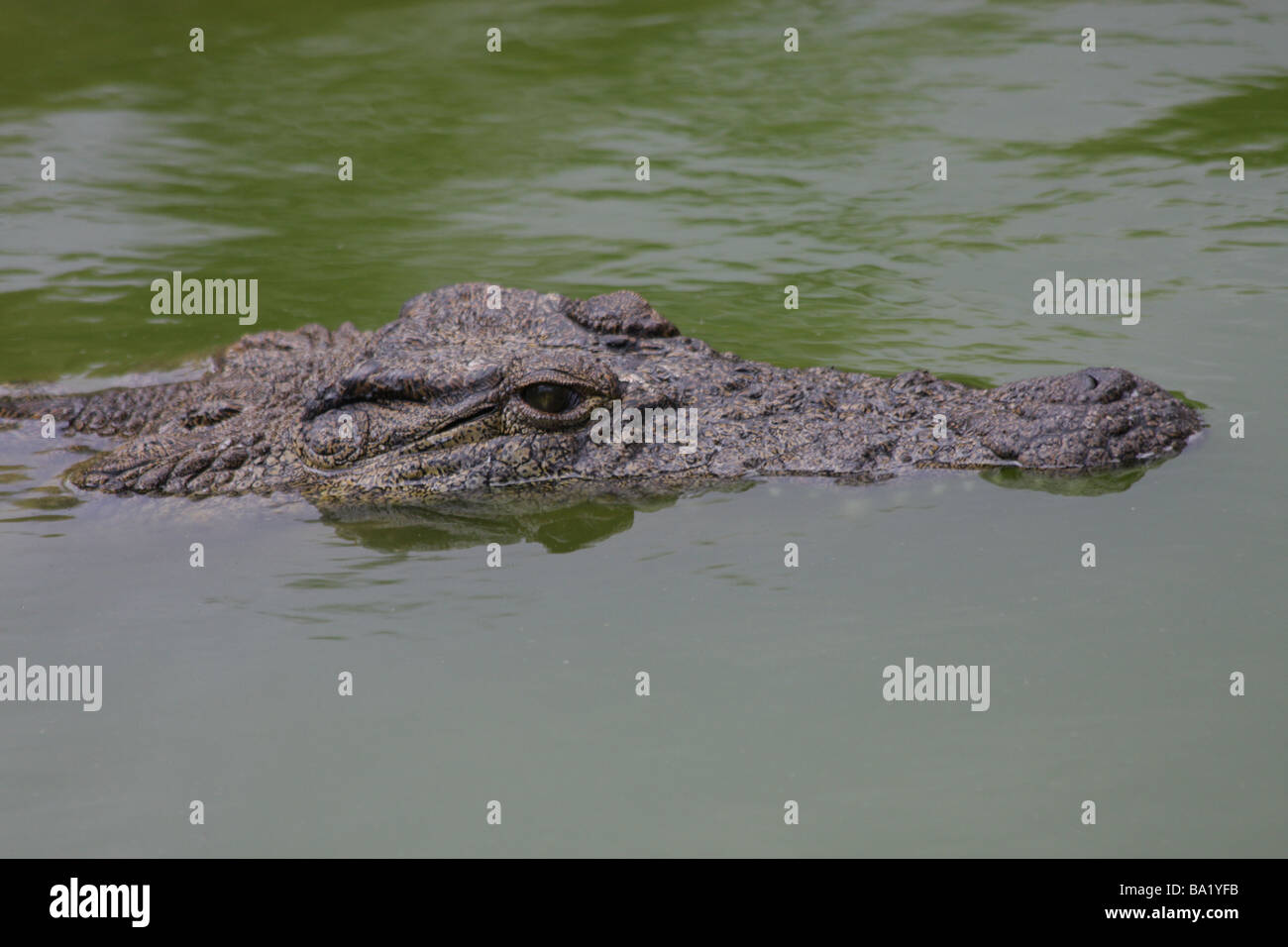 crocodile in water Stock Photo - Alamy