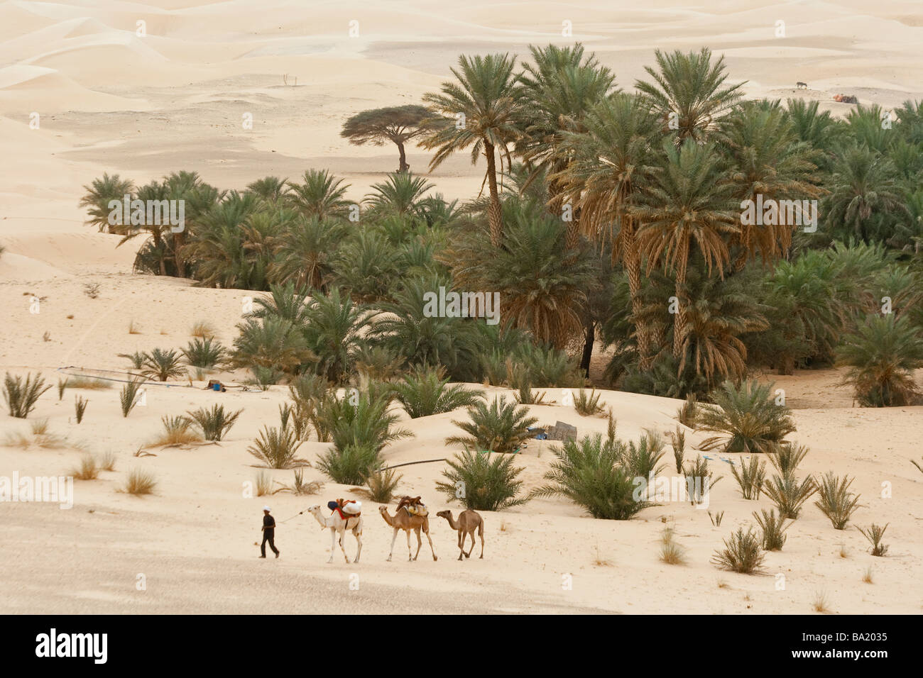 Camel Caravan Leaving a Sahara Desert Oasis near Chinguetti Mauritania Stock Photo