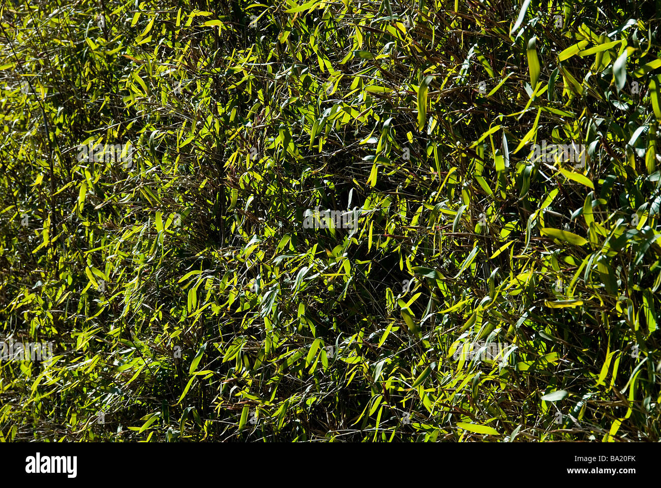 The play of light in the foilage of a bamboo hedge Jutland Denmark Stock Photo