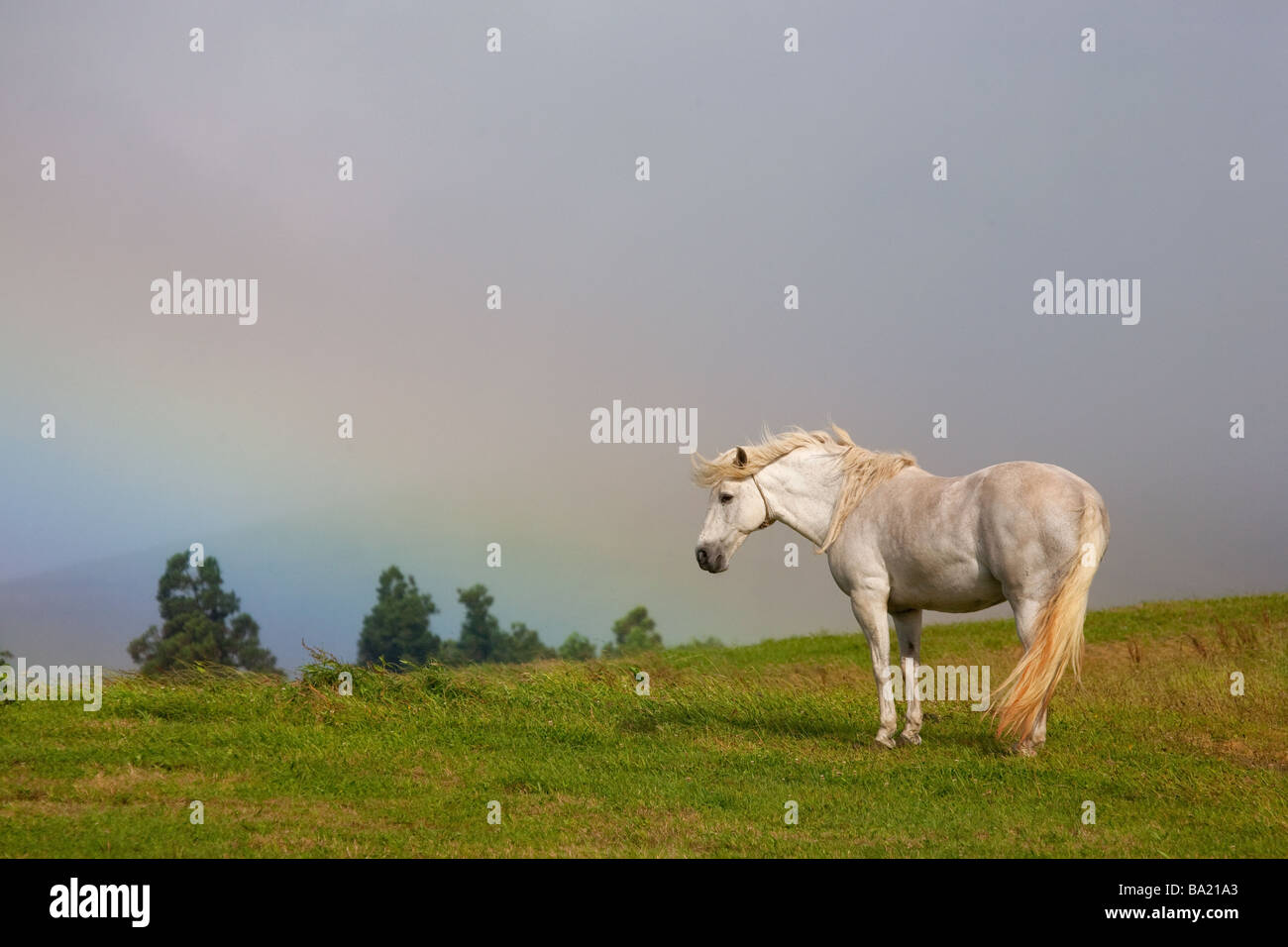 White horse on a prairie with rainbow on the background, São Miguel Island, Azores, Portugal Stock Photo