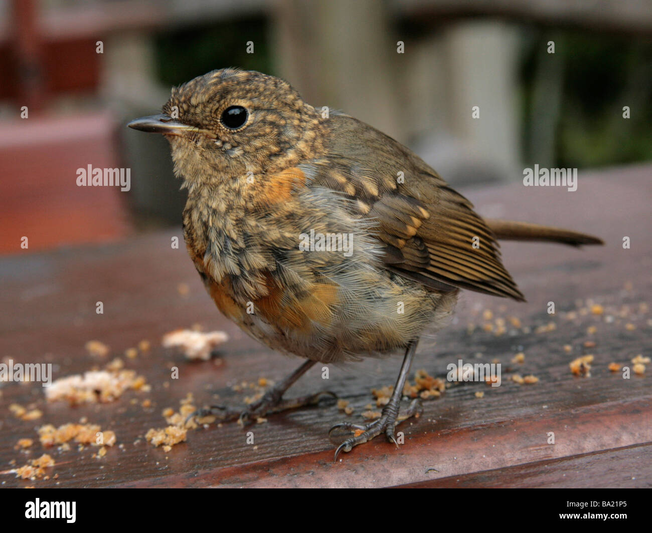 A young fledgling robin with some bird food Stock Photo Alamy