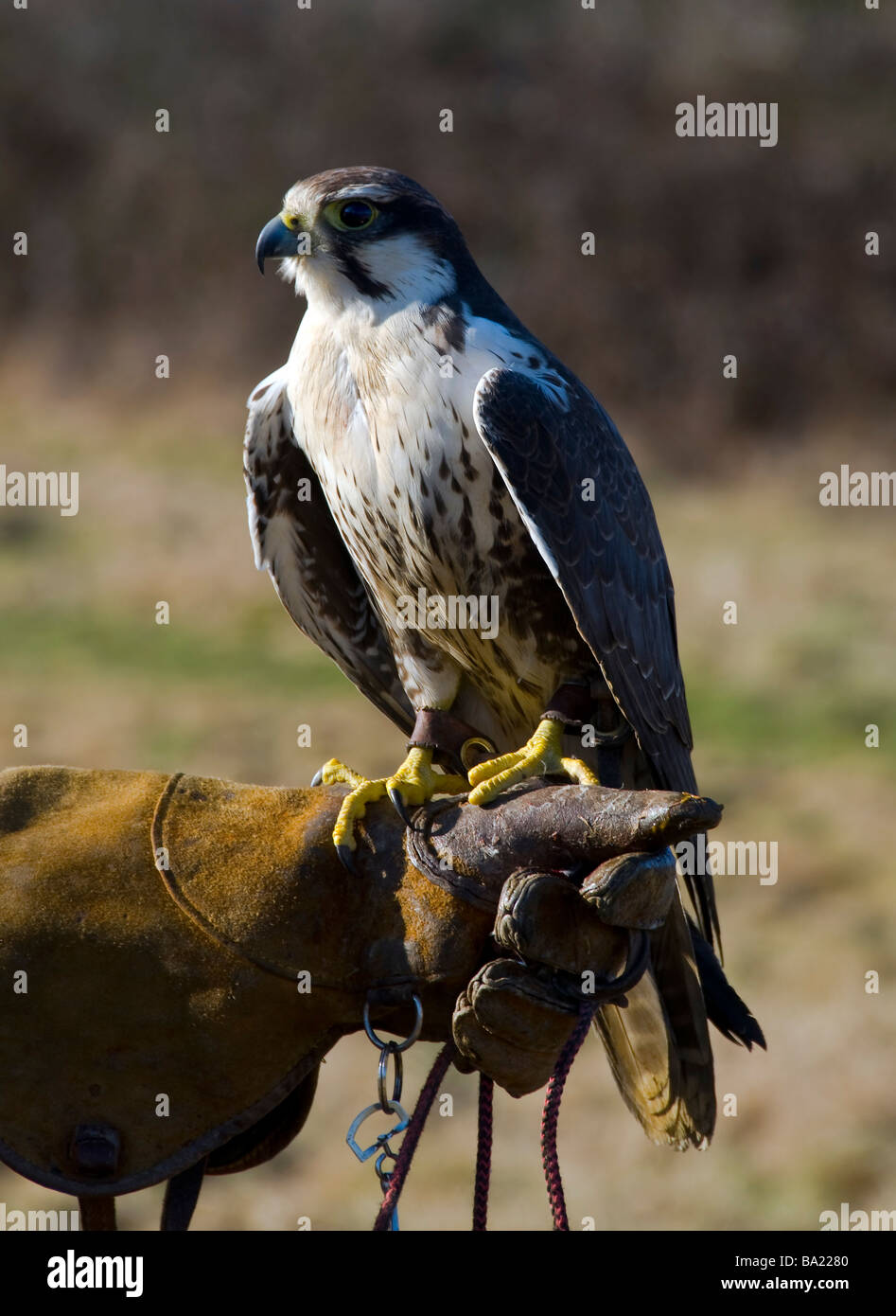 Falcon,bird of prey Stock Photo - Alamy