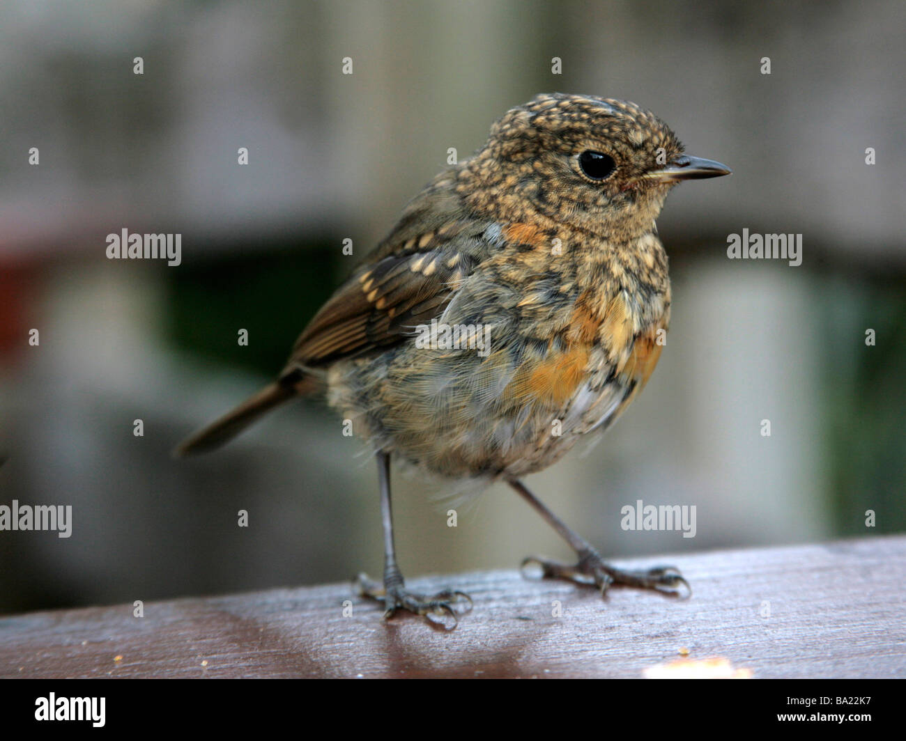A young fledgling robin Stock Photo
