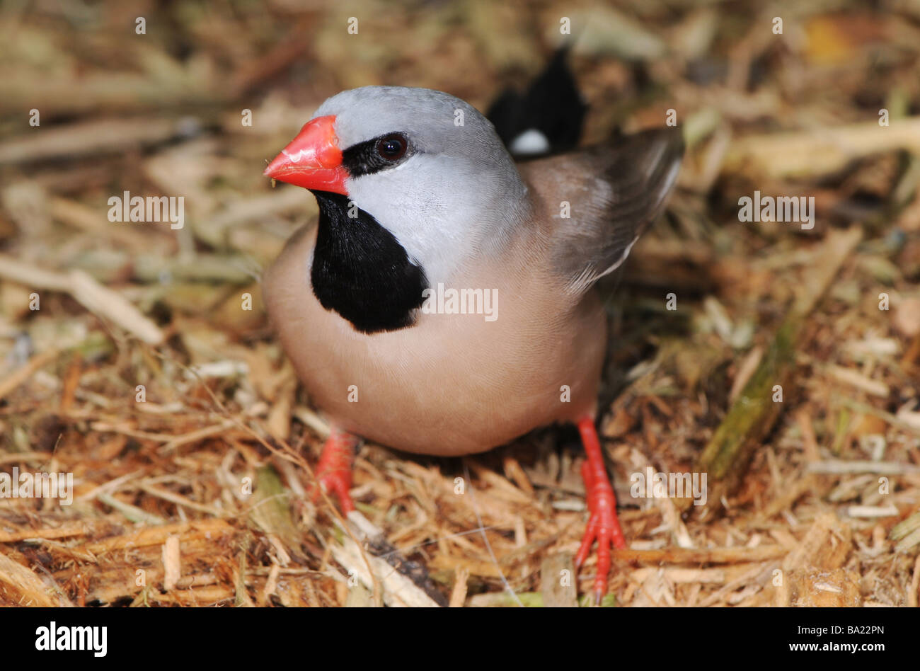 Shaft-tail finch photographed in captivity Stock Photo
