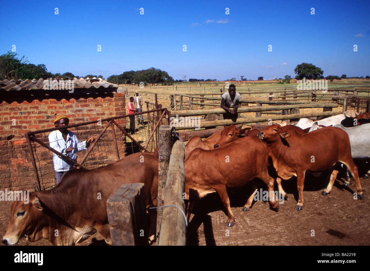 Cattle on a farm in Zambia Africa Stock Photo Alamy