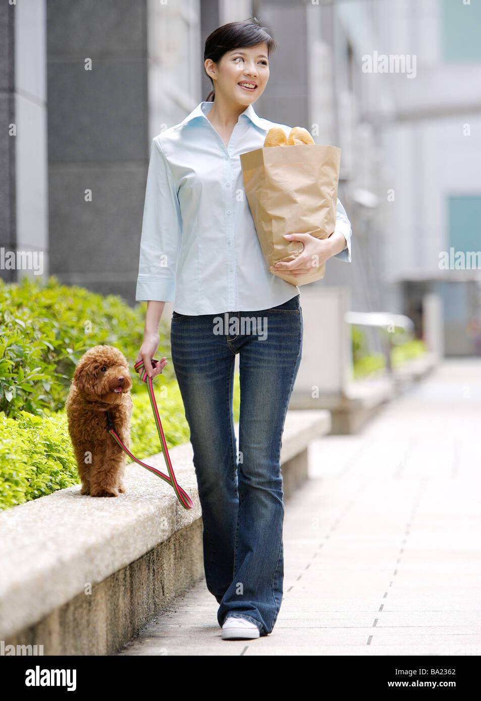 toy poodle walking