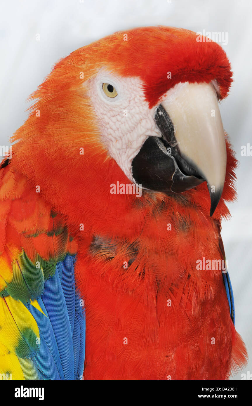 Scarlet Macaw (Ara macao), close-up Stock Photo
