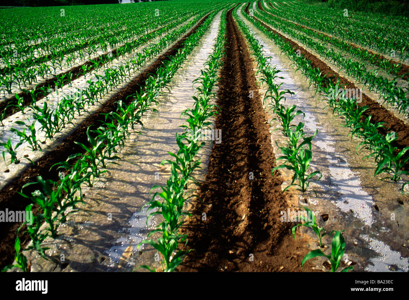 Corn field young plants hi-res stock photography and images - Alamy