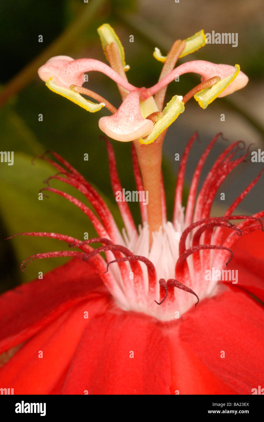 close up of passion flower Stock Photo