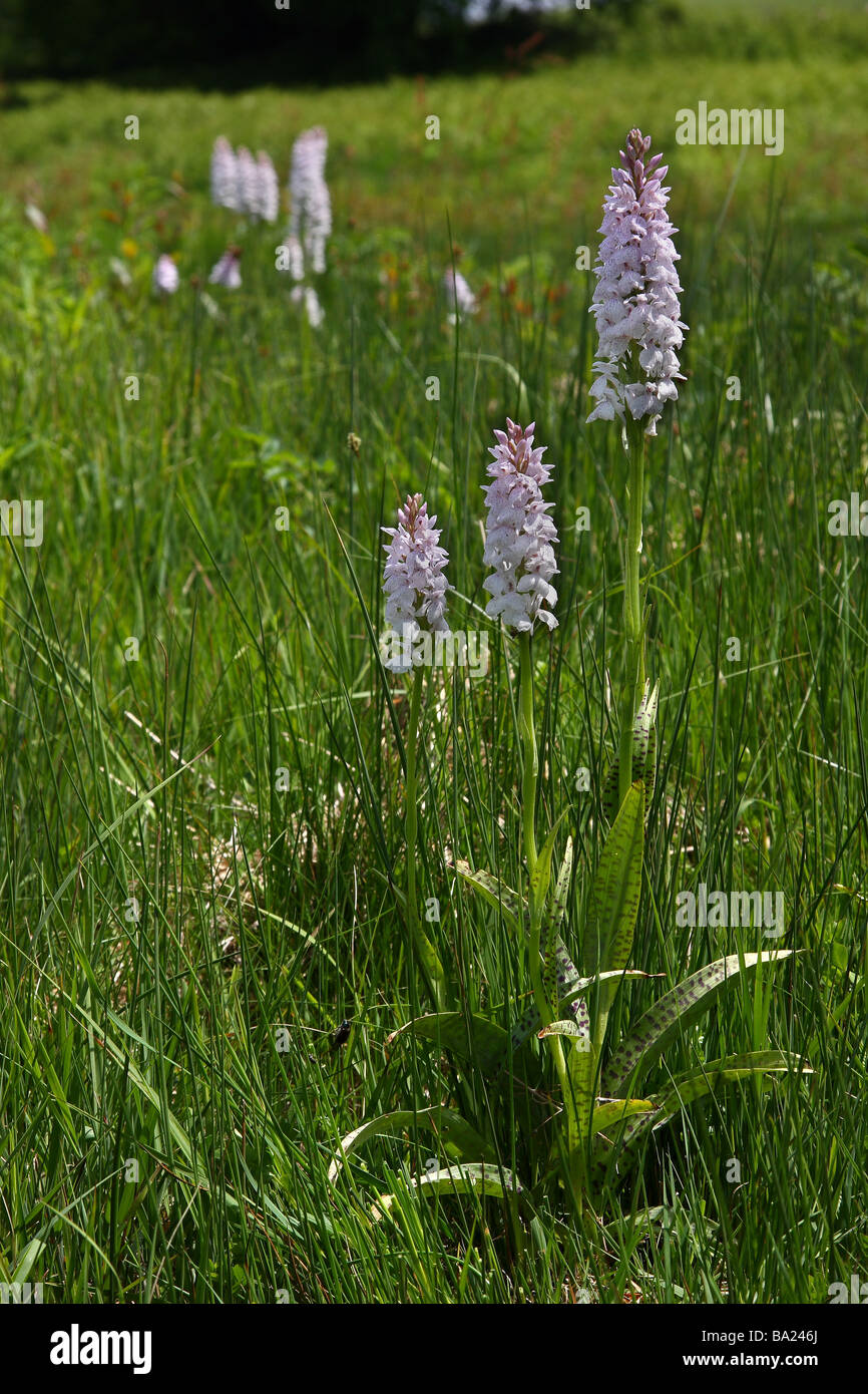 Several small groups of Heath spotted Orchids (Dactylorhiza maculata) growing in a boggy field in the Limousin region of France Stock Photo