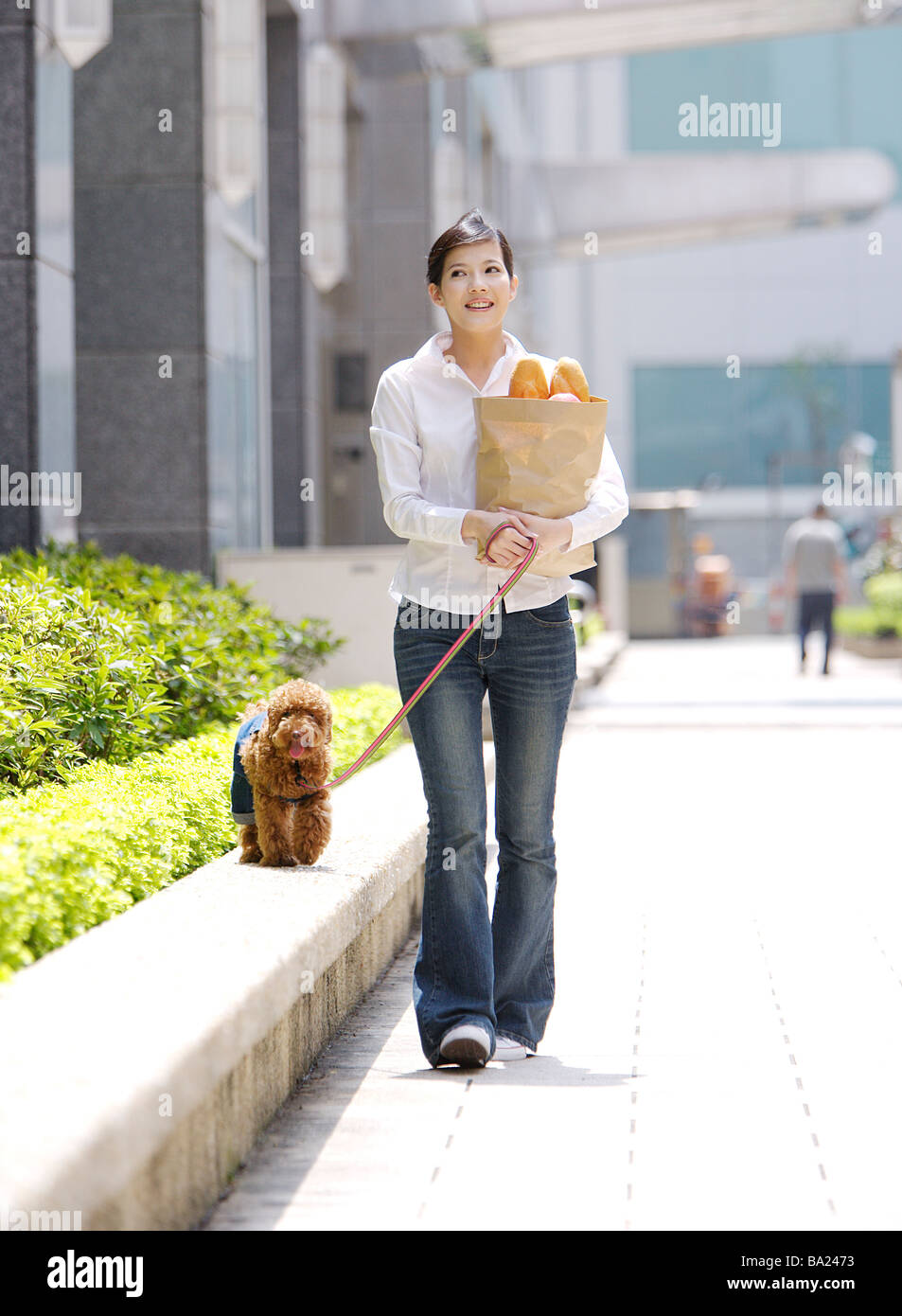 toy poodle walking