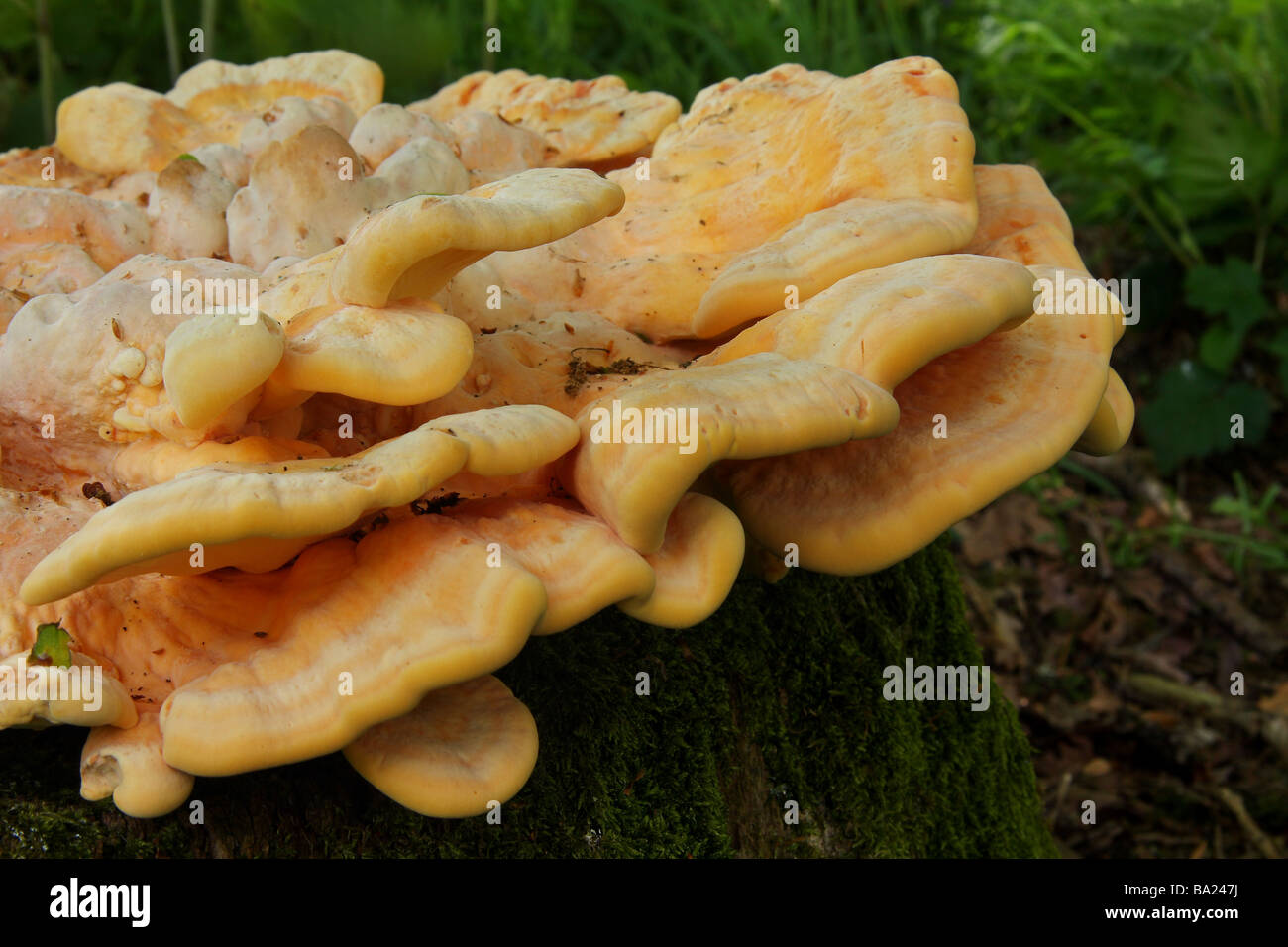 A large Chicken of the woods fungus (Sulphur polypore) growing on an old tree stump Limousin France Stock Photo