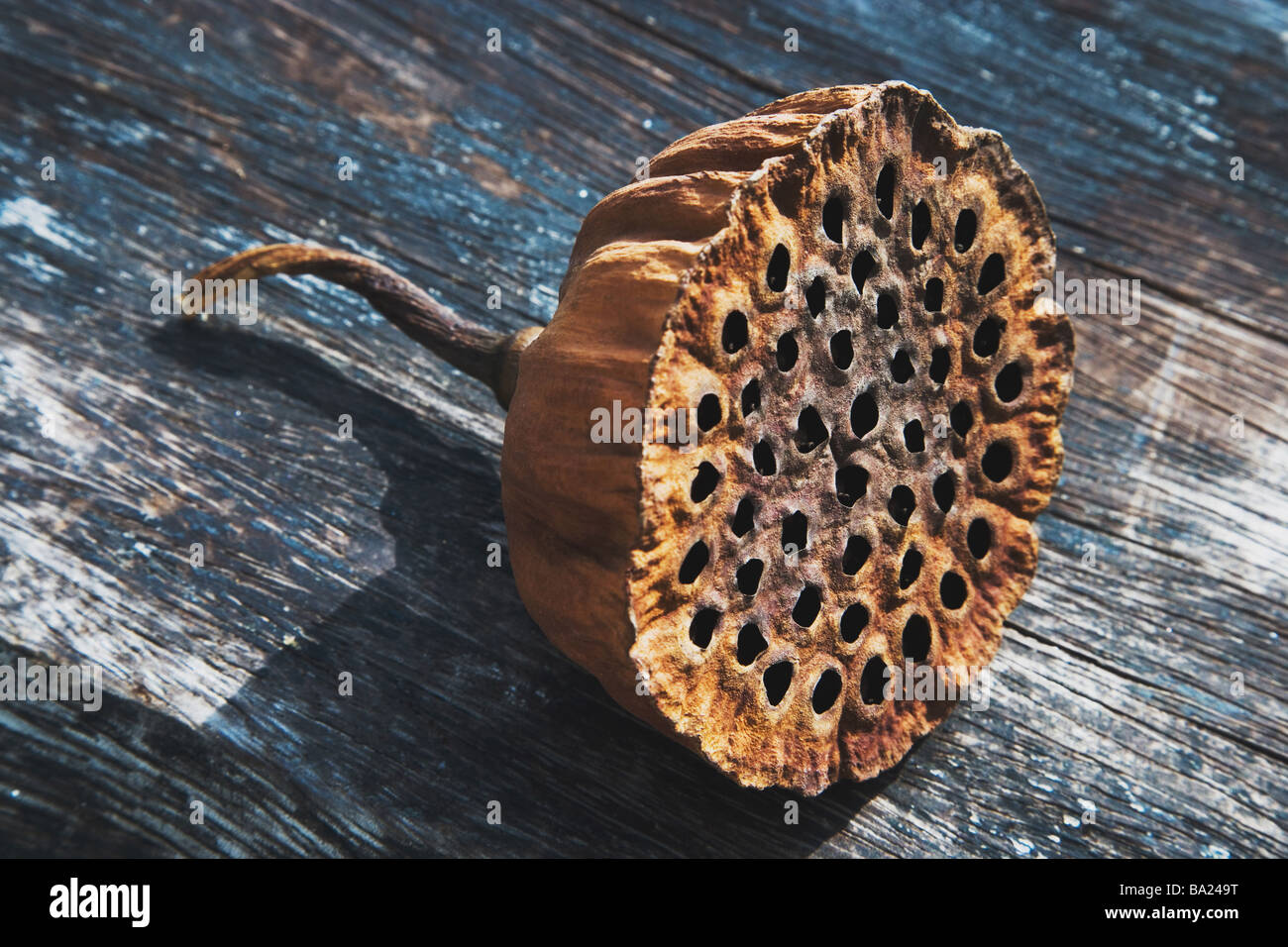 Dried Lotus Root Stock Photo - Alamy