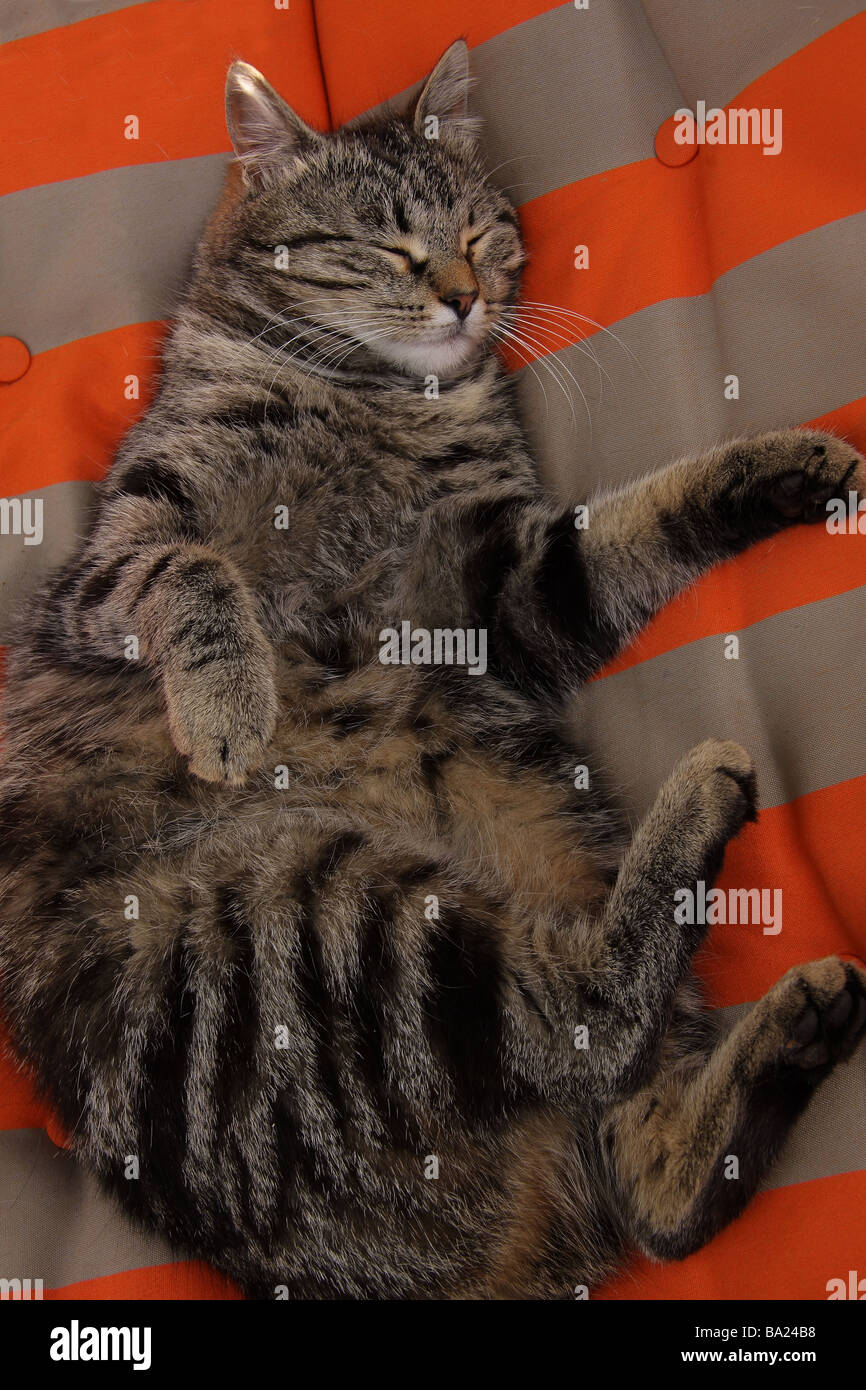 A fat tabby cat asleep on a brightly coloured sun lounger Stock Photo