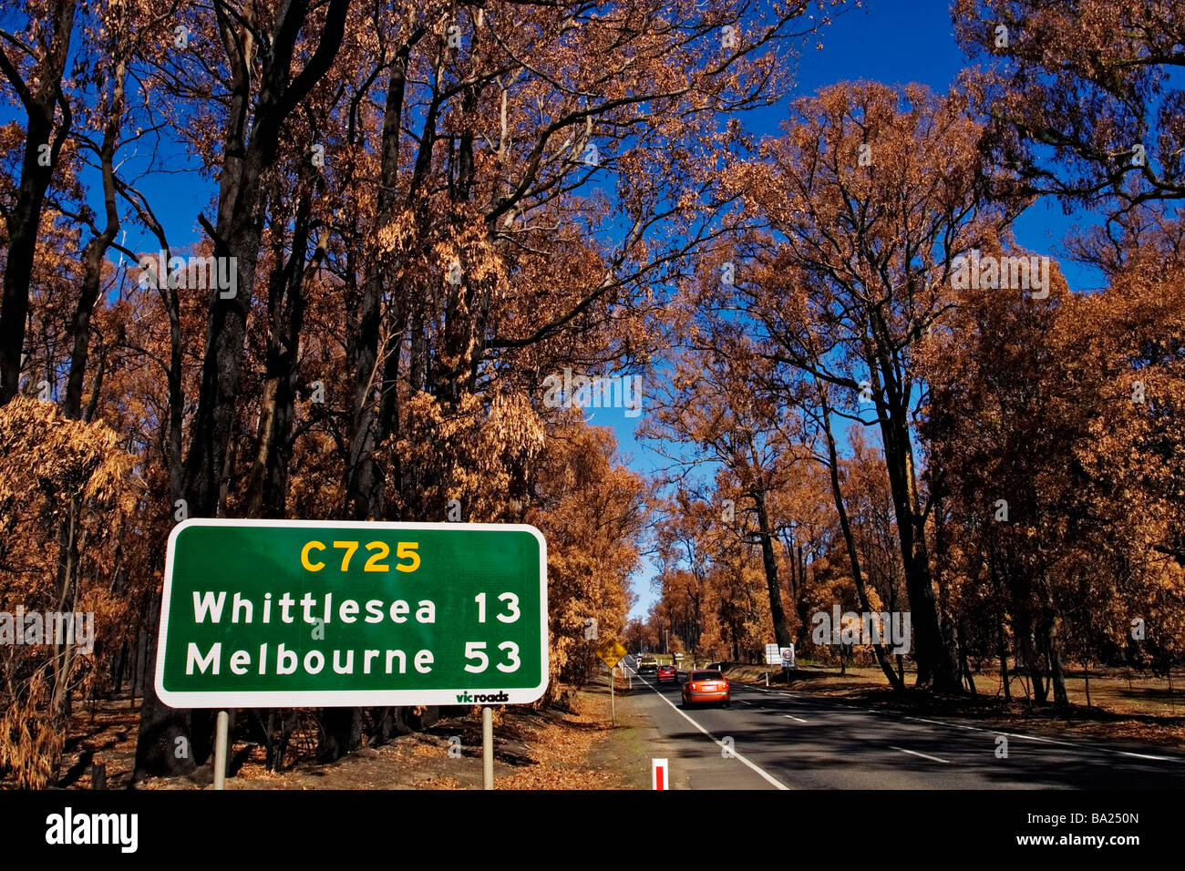 Bush Fires Australia / Trees destroyed by the firestorm beside a highway.Kinglake Victoria Australia. Stock Photo