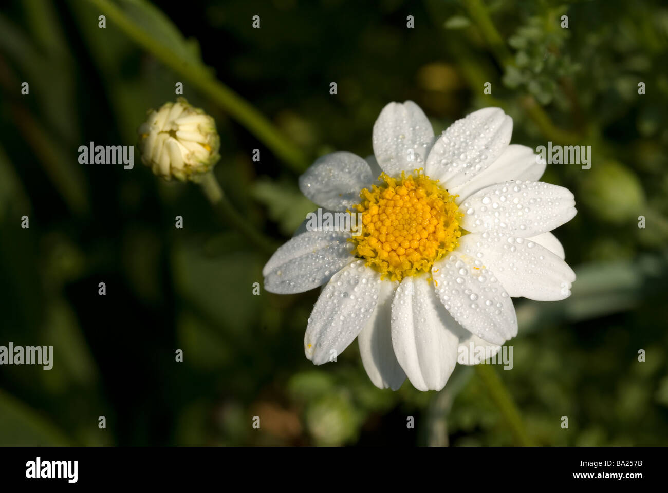 Maritime anthemis camomille Anthemis maritima, Asteraceae, Ladispoli, Lazio, Italy Stock Photo