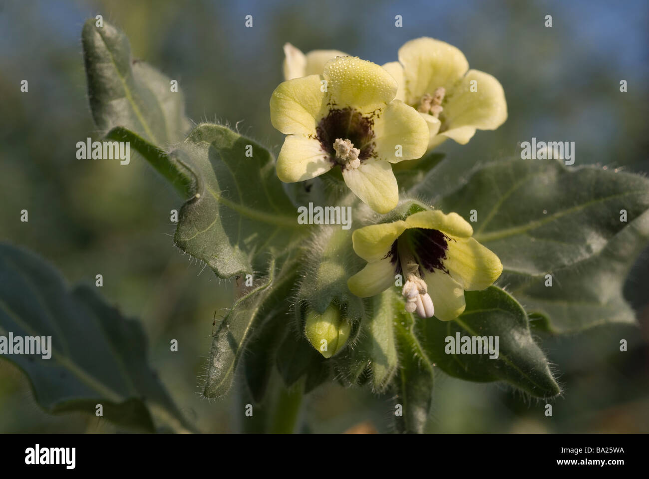 Russian henbane Hyoscyamus albus, Solanaceae, Ladispoli, Lazio, Italy Stock Photo