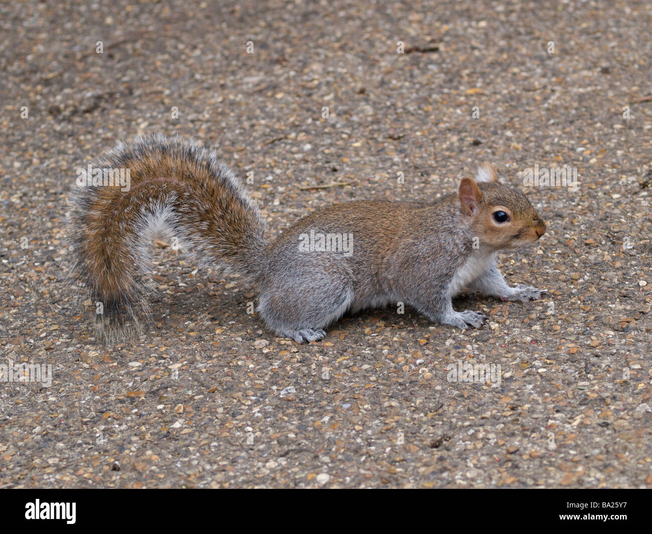 North American grey squirrel Hyde park London UK Stock Photo