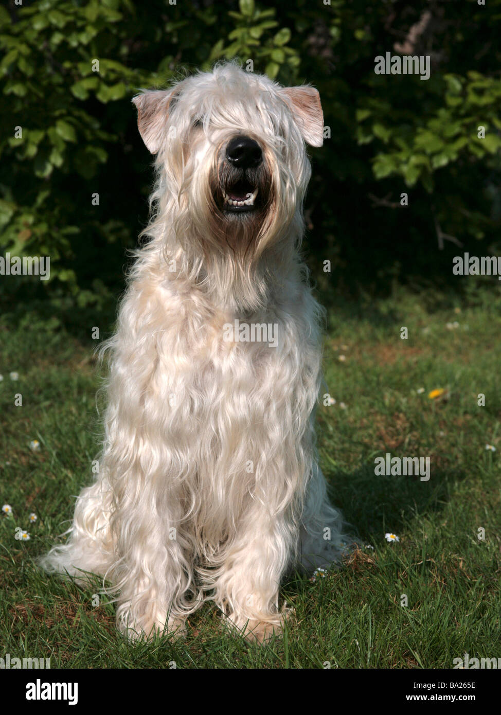 A soft coated wheaten terrier Stock Photo